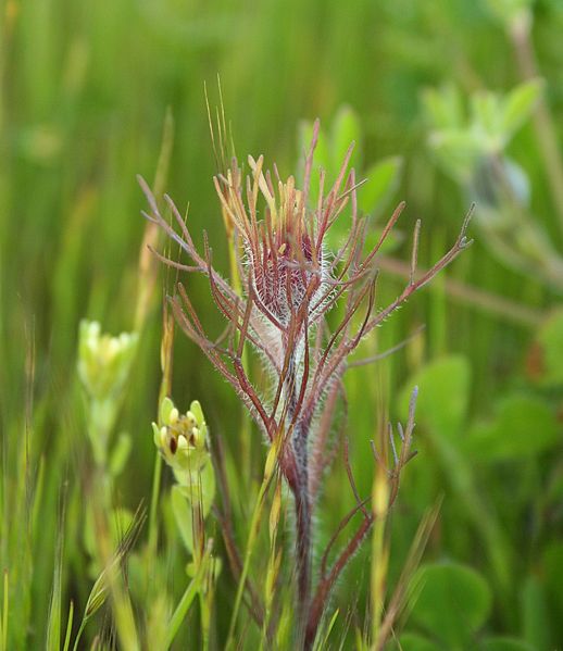 Castilleja exserta